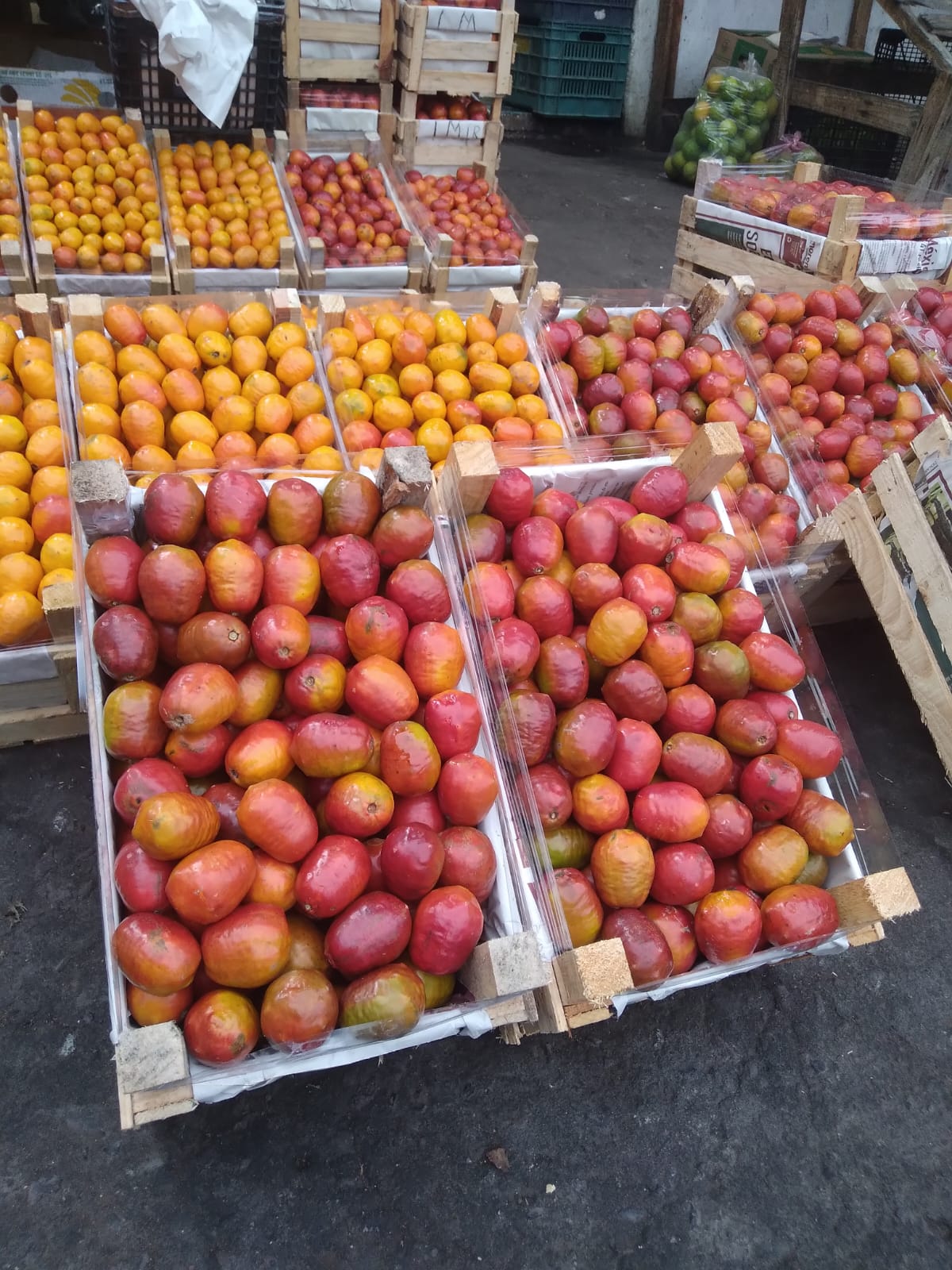 CIRUELA CRIOLLA MICHOACAN